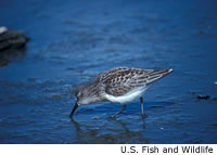 Western Sandpiper