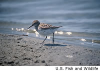 Western Sandpiper