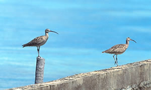 Whimbrel