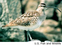 Whimbrel