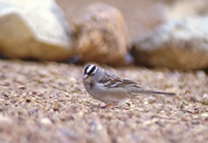 White-crowned Sparrow