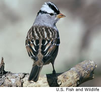 White-crowned Sparrow