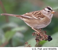 White-crowned Sparrow