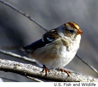 White-crowned Sparrow