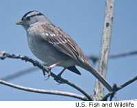 White-crowned Sparrow