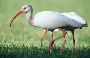 White Ibis
