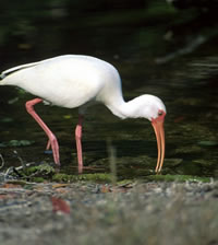 White Ibis