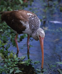 White Ibis