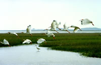 White Ibis