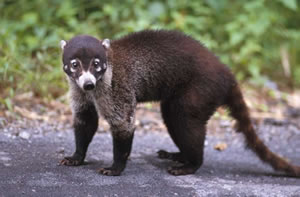 White-nosed Coati