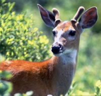 White-tailed Deer