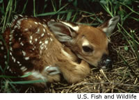White-tailed Deer