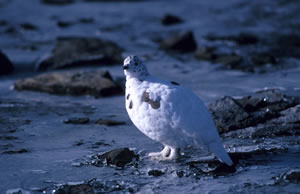 White-tailed Ptarmigan