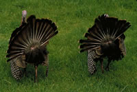 Wild Turkey