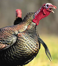 Wild Turkey