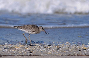 Willet