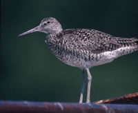 Willet