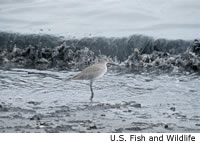 Willet