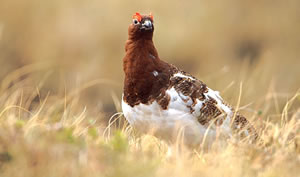 Willow Ptarmigan