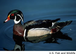 wood duck