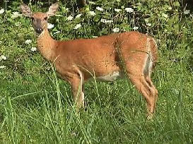 White-tailed Deer
