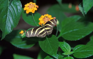 Zebra Longwing Butterfly
