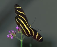 Zebra Longwing Butterfly