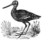 bar-tailed godwit