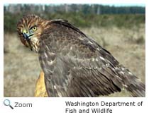 Cooper's Hawk