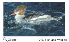 Red-breasted Merganser