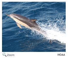 Short-beaked Saddleback Dolphin