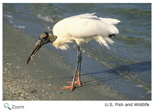Wood Stork